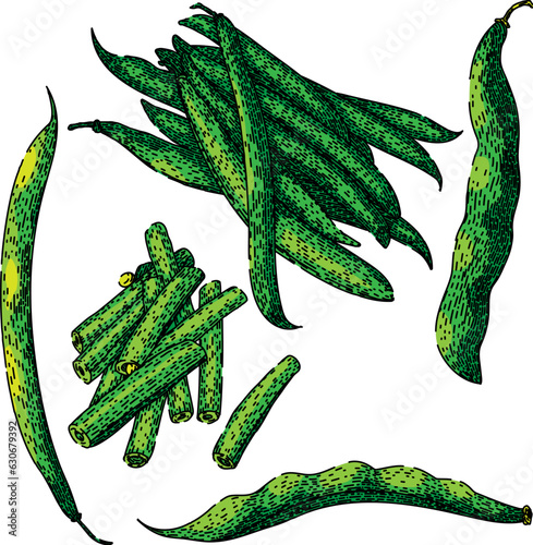 geen beans set hand drawn. vegetable organic, fresh vegetarian, healthy diet geen beans vector sketch. isolated color illustration