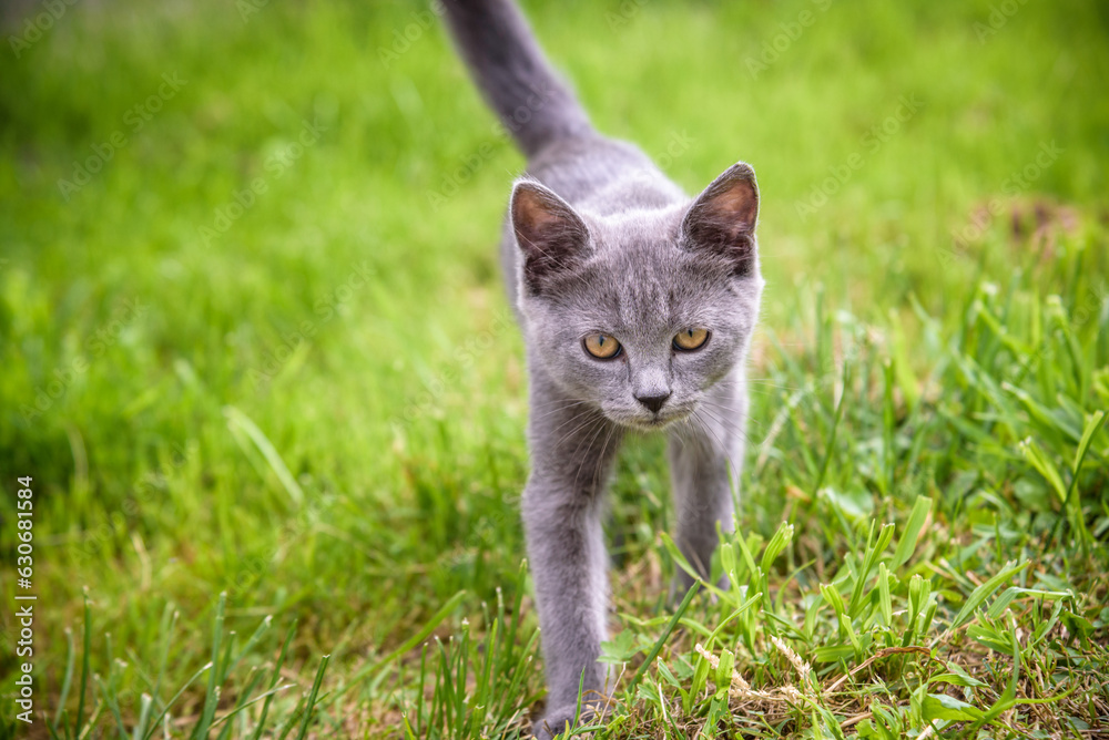 A small kitten is playing in the green grass and looking at the camera. A kitten is in the village learning to hunt. Playing with a cat outdoors