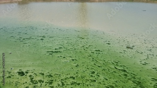 Green moss floats  on the surface of the water pond.