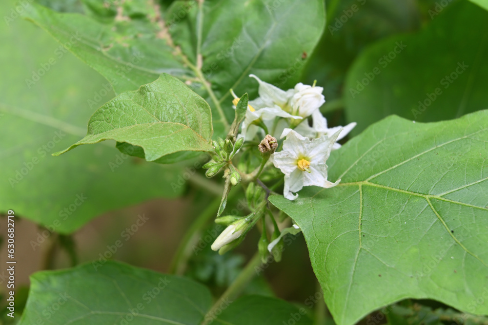 A Turkey Berry blossom and ready to bloom buds on top of the plant with leaves A Turkey Berry blossom and ready to bloom buds on top of the plant with leaves