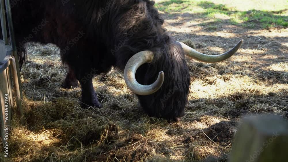 Scottish black cow with longs horns eating grass on Edinburgh Scottish black cow with longs horns eating grass on Edinburgh
