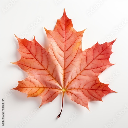 Single autumn red maple leaf on white background