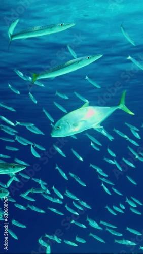 Vertical video, Jack fish chasing shoal of Barracudas in blue ocean, Slow motion. Yellowspotted Trevally fish swims behind school of Yellow-tailed Barracuda  photo