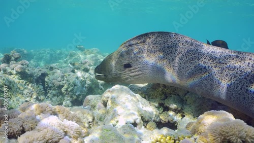 Close up of Giant moray eel (Gymnothorax javanicus) swimming among corals on top of shallow reef on bright sunny day in sunshine, Slow motion photo