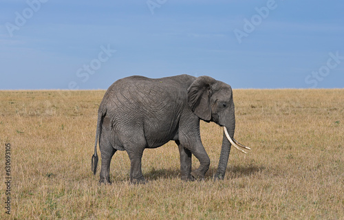 African elephant in a natural environment