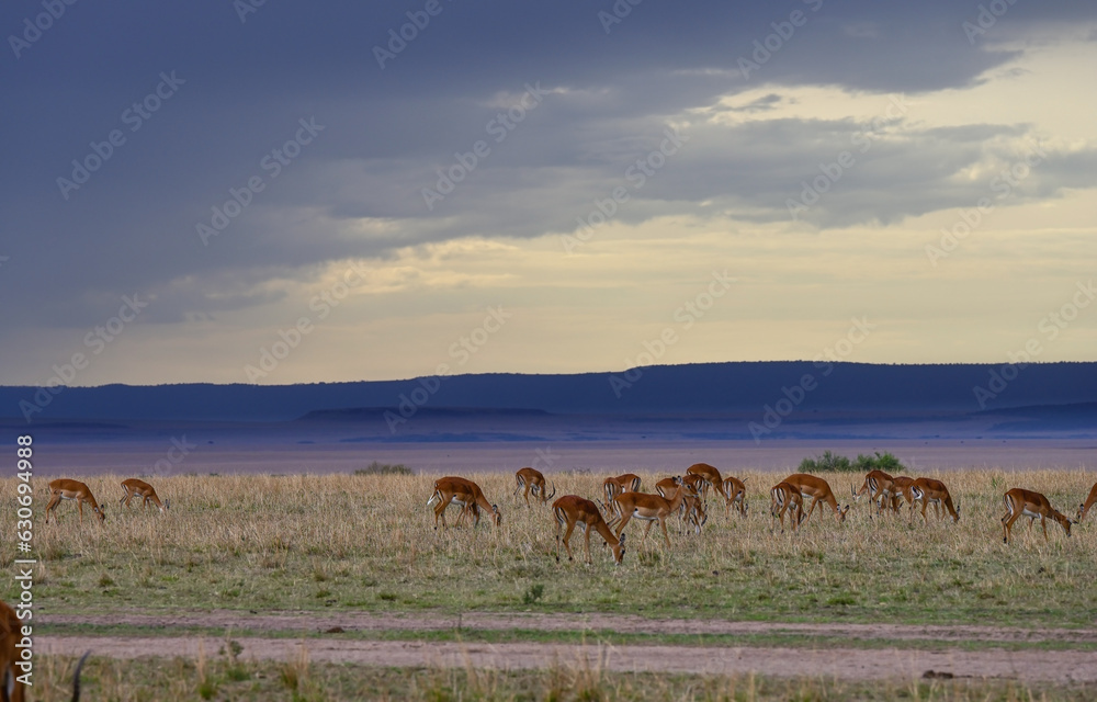 Flock of impala antelopes grazing
