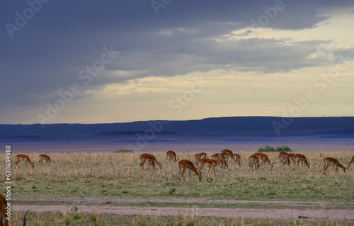 Flock of impala antelopes grazing