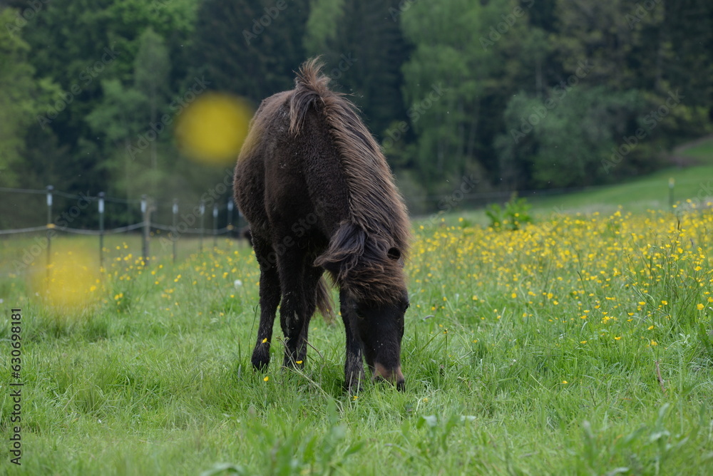 Ponyglück. Islandpferde auf der Frühlingswiese Ponyglück. Islandpferde auf der Frühlingswiese