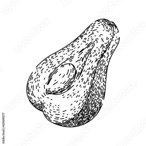 asian chayote healthy hand drawn. organic nutrition, edible fresh, nutritious raw asian chayote healthy vector sketch. isolated black illustration