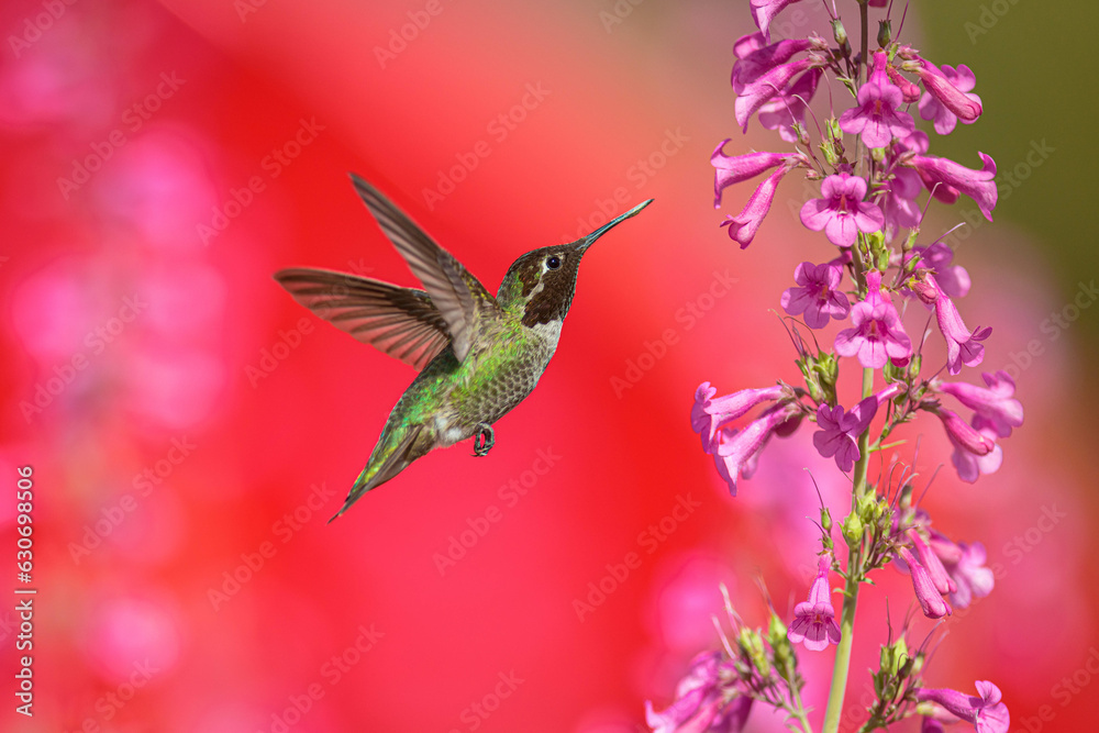 Male Anna's hummingbird hovers near a pink flower in Phoenix, Arizona USA Male Anna's hummingbird hovers near a pink flower in Phoenix, Arizona USA
