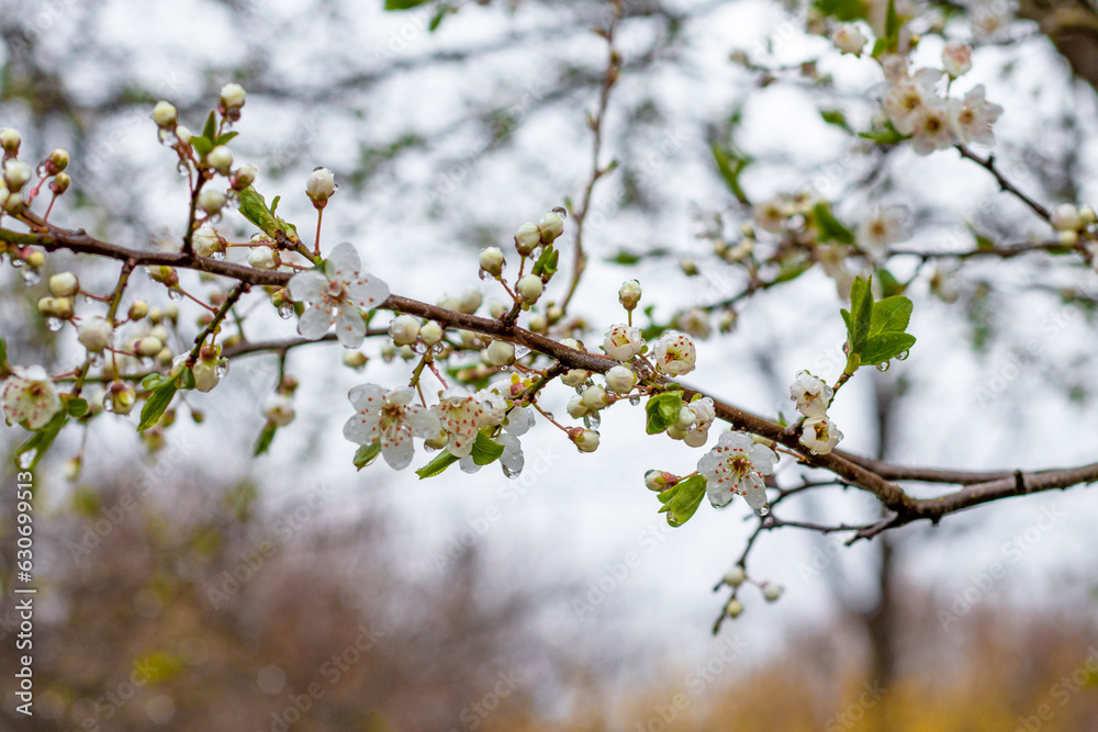The fruit trees blossom and rain brings new life to nature.