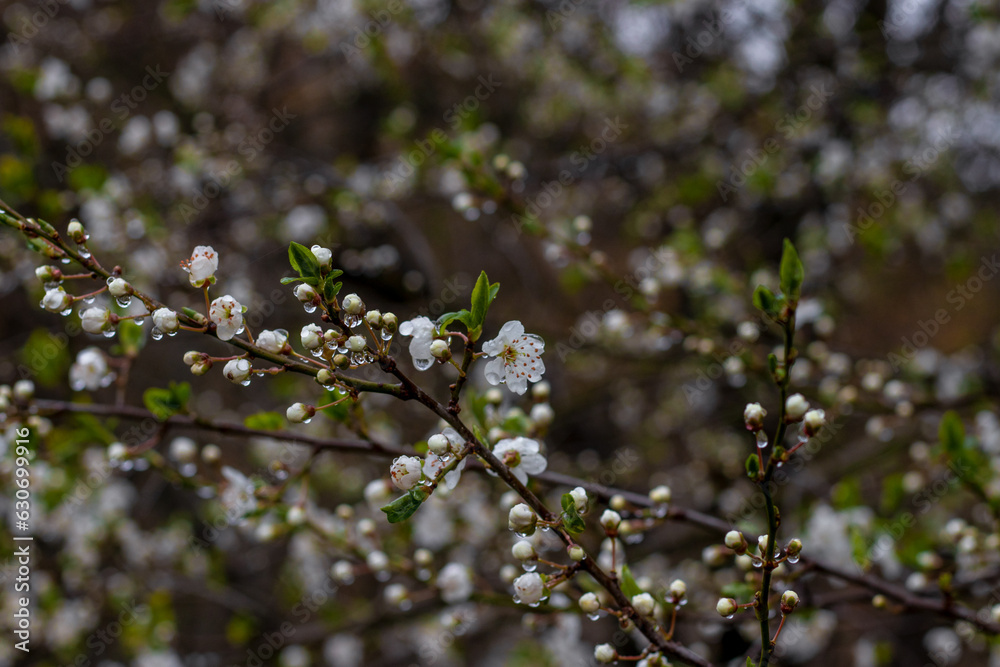 The fruit trees blossom and rain brings new life to nature. The fruit trees blossom and rain brings new life to nature.