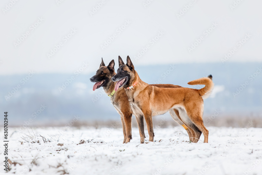 Naklejka premium Belgian Shepherd Dog in the snow. Malinois dog in winter landscape