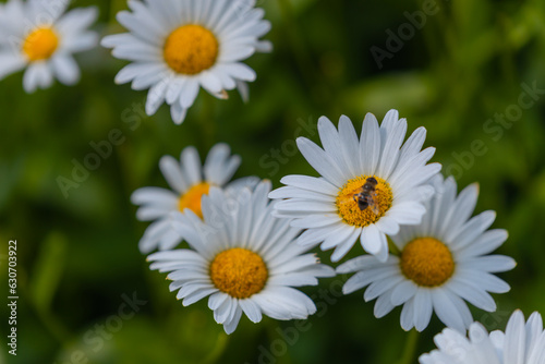 Beautiful nature scene with blooming chamomile. Wallpaper  poster with natural background. Selective focus. Chamomile flower on the background of nature.