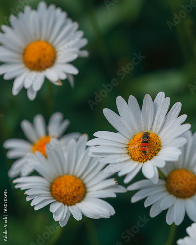 Beautiful nature scene with blooming chamomile. Wallpaper  poster with natural background. Selective focus. Chamomile flower on the background of nature.