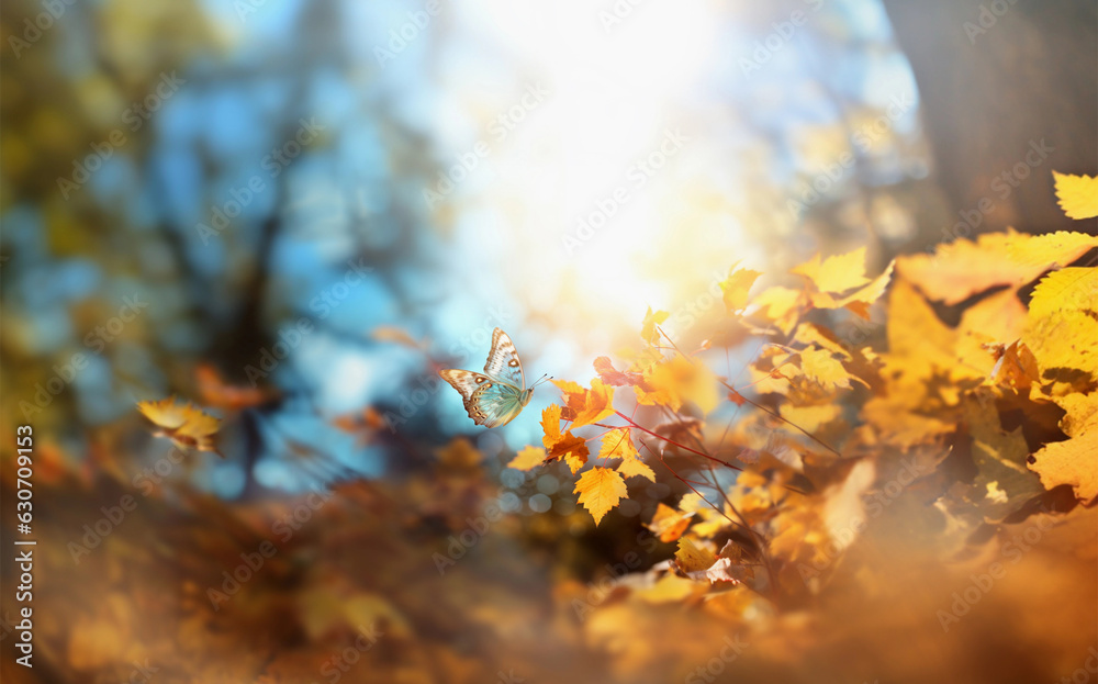 Macro of beautiful butterfly flying near autumn yellow leaves in fall season at sunrise on light background. Banner Macro of beautiful butterfly flying near autumn yellow leaves in fall season at sunrise on light background. Banner
