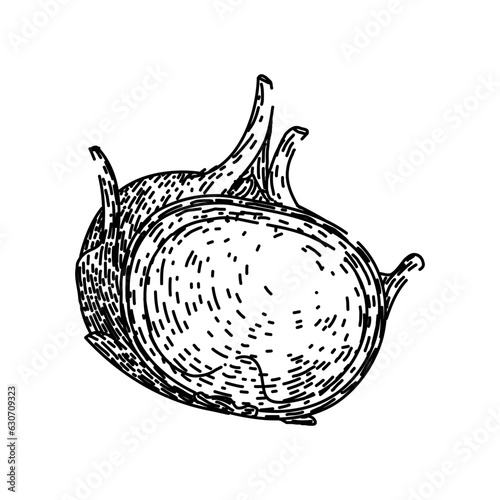 vegetable kohlrabi green hand drawn. healthy fresh, natural organic, vegetarian leaf vegetable kohlrabi green vector sketch. isolated black illustration