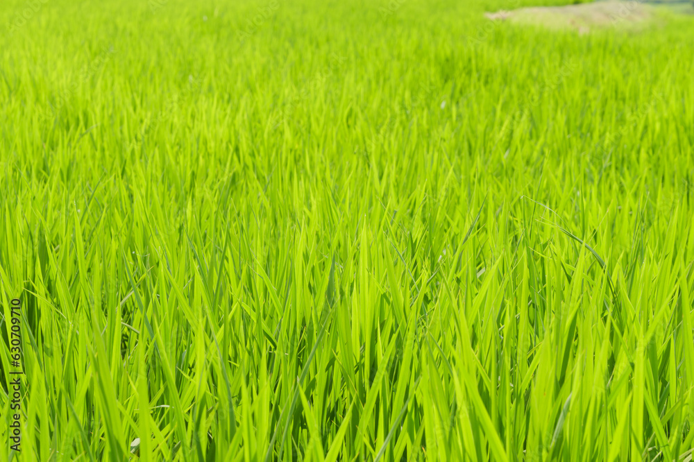 Closeup of ricefield full of paddy