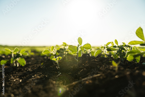 Young soybean sprout in the field stretches towards the sun. Young soy sprouts planted in neat rows. Selective focus.