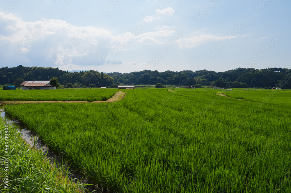 Scenery of rice paddies in midsummer