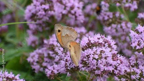 meadow brown (Maniola jurtina) butterfly pollinating on Oregano (Origanum vulgare) photo
