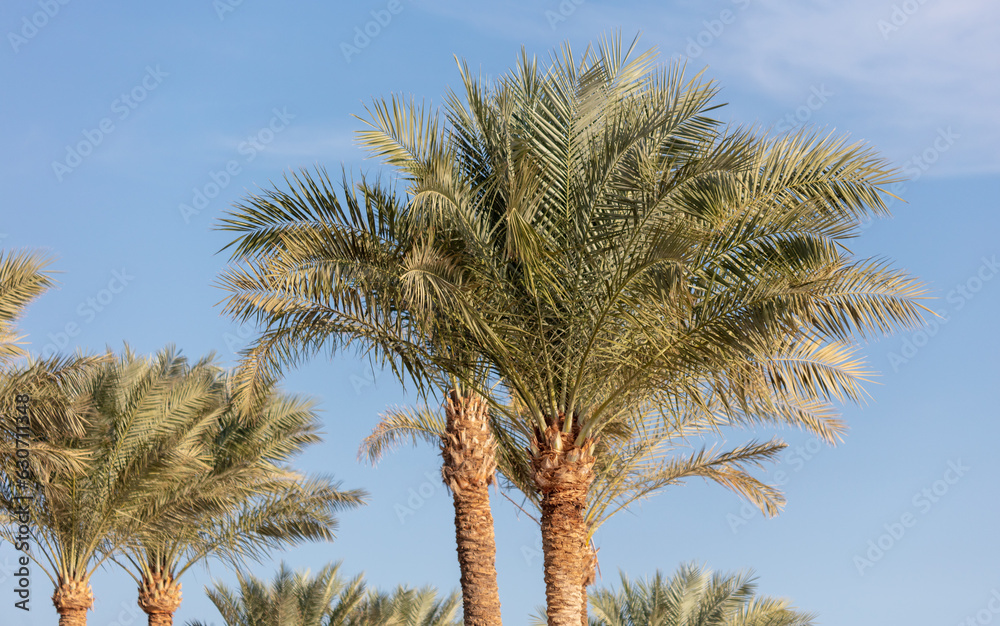 Palm tree against the blue sky. Palm tree against the blue sky.