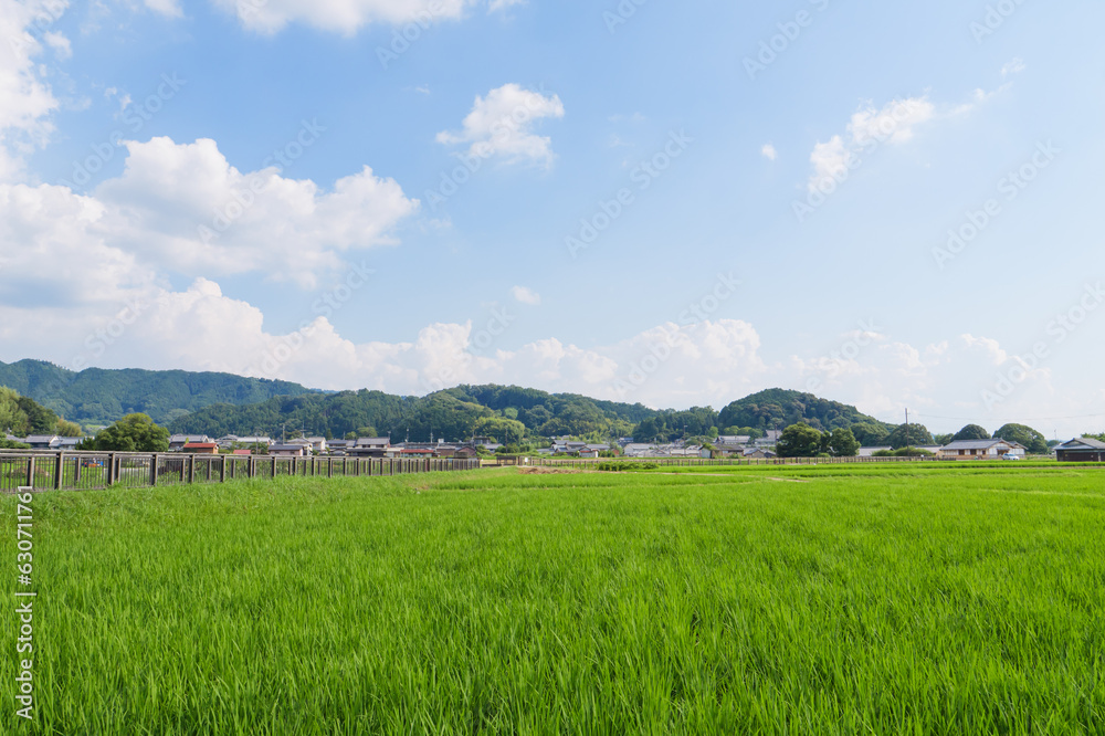 Fototapeta premium Scenery of rice paddies in midsummer