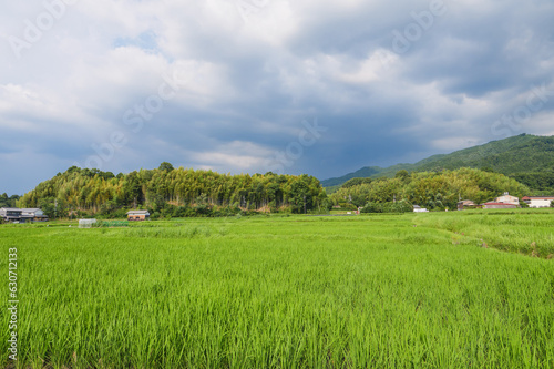 Scenery of rice paddies in midsummer