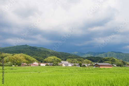 Scenery of rice paddies in midsummer
