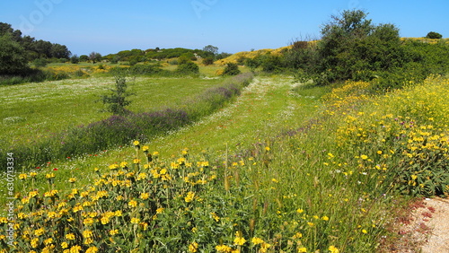 blumenwiese