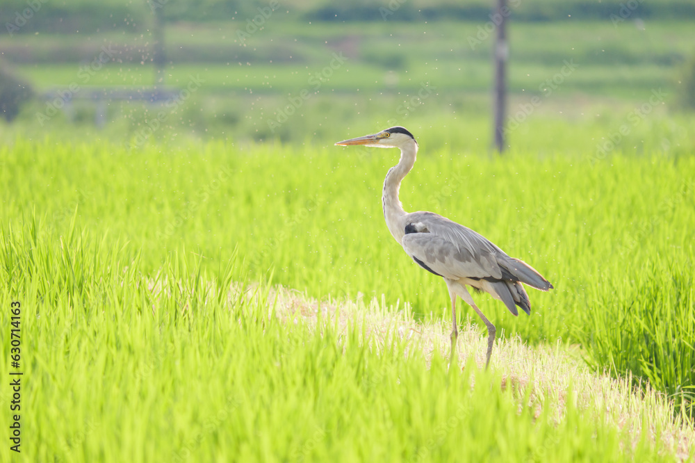 Fototapeta premium A great blue heron looking for food in the rice paddies