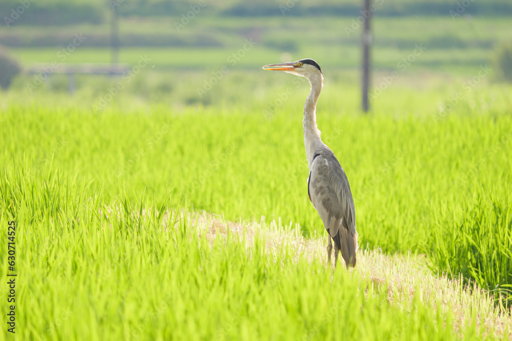A great blue heron looking for food in the rice paddies