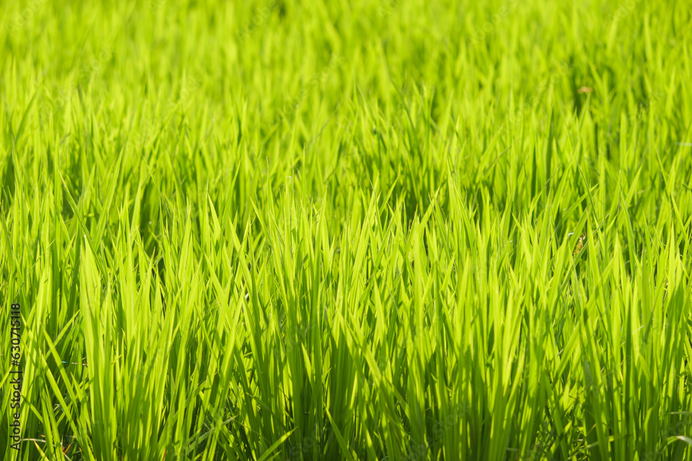 Closeup of ricefield full of paddy