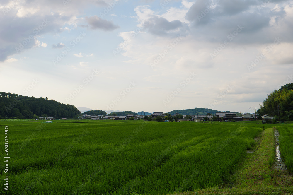 Scenery of rice fields in summer lit by the setting sun