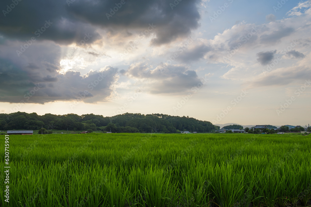 Scenery of rice fields in summer lit by the setting sun