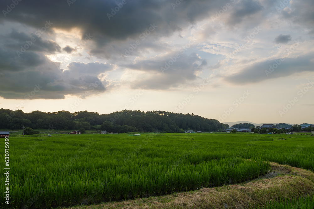 Scenery of rice fields in summer lit by the setting sun