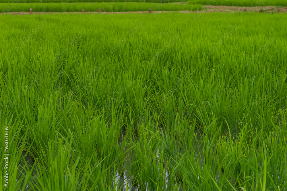 Closeup of ricefield full of paddy Closeup of ricefield full of paddy