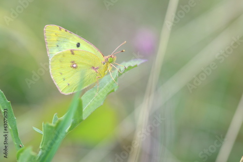 Clouded Yellow or Colias croceus butterfly  photo