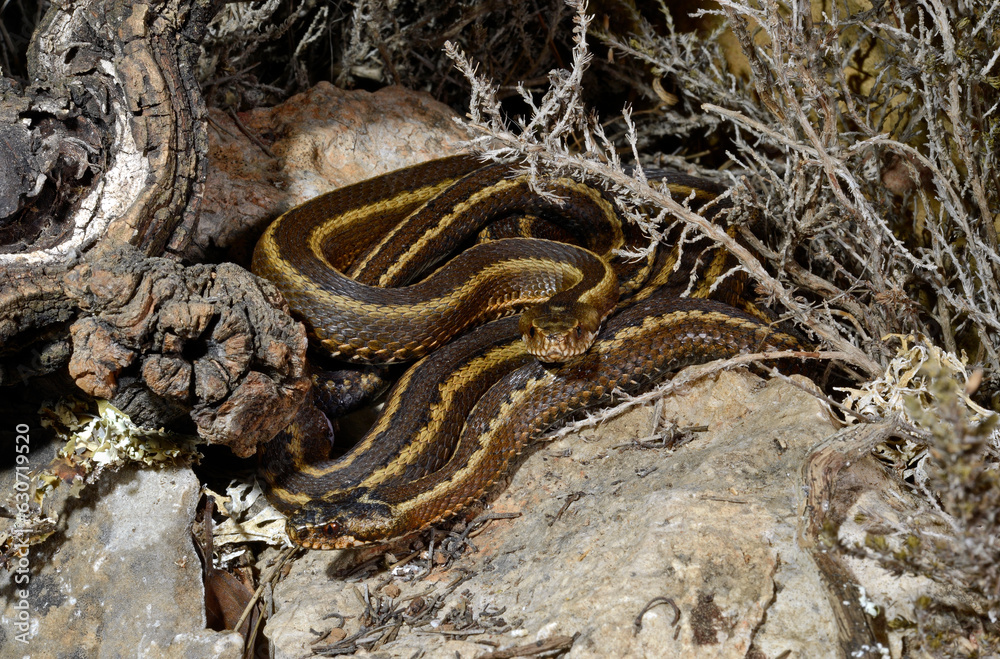 Iberian cross adder // Nordiberische Kreuzotter (Vipera seoanei) - Covadonga, Spain Iberian cross adder // Nordiberische Kreuzotter (Vipera seoanei) - Covadonga, Spain