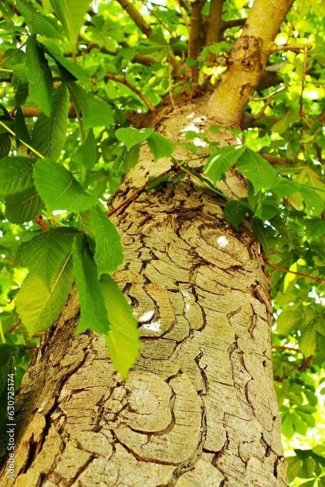 tree in the forest
