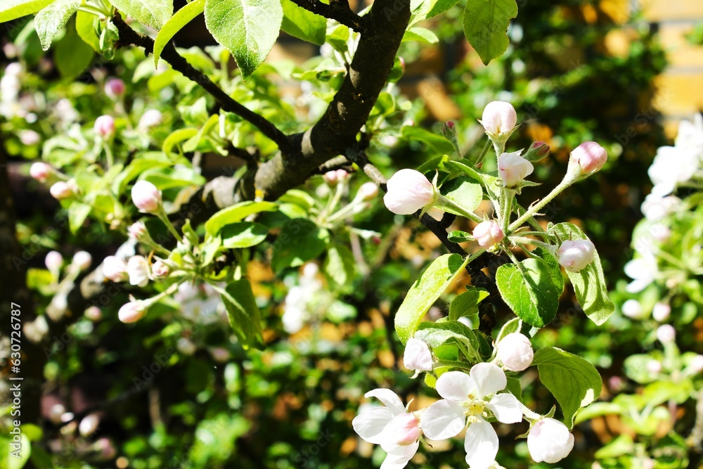 blooming apple tree