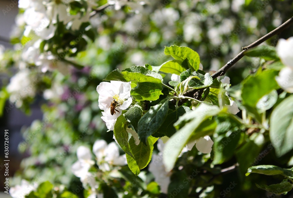 apple tree in bloom