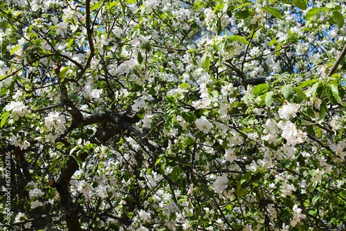 Obraz na płótnie apple tree in bloom w salonie