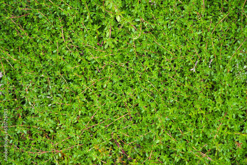 Green background of Thymus serpyllum, top view photo