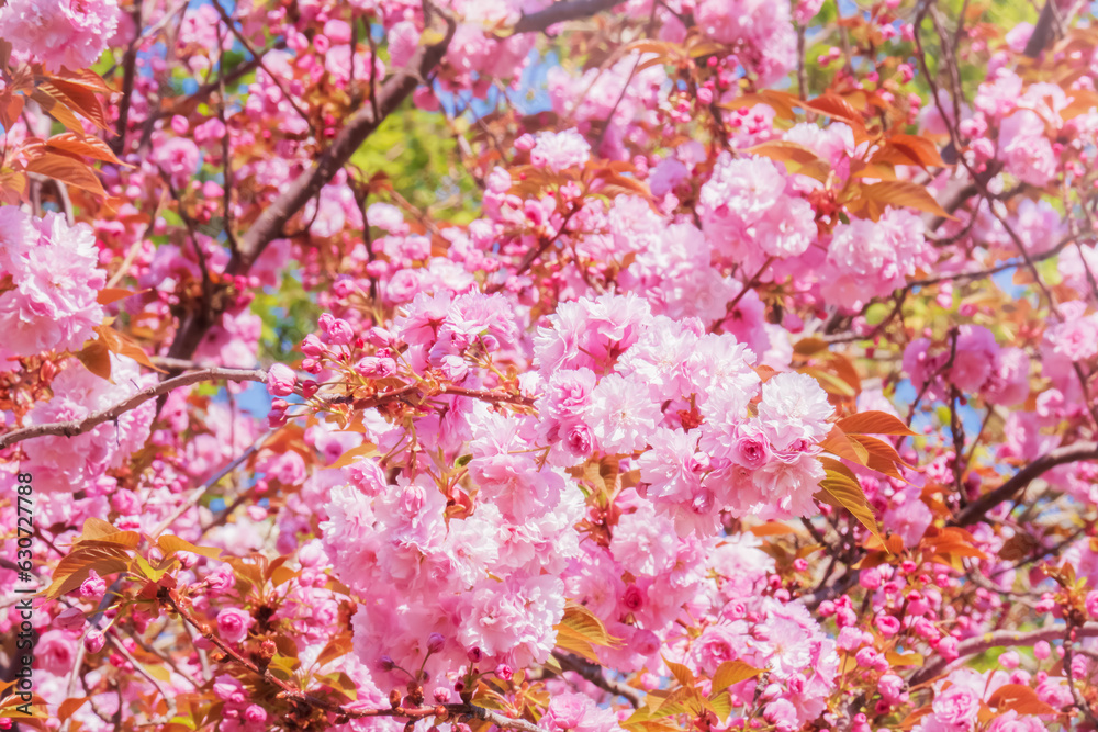 Pink flowering branches of sakura japanese cherry tree natural natural background