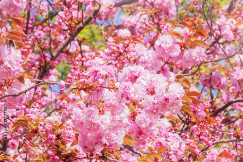 Pink flowering branches of sakura japanese cherry tree natural natural background © bermuda cat