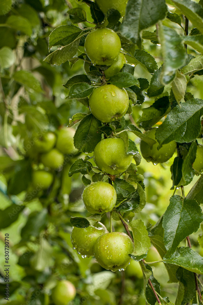 Lots of green apples on the branch. Harvest of apples. Wet green apples on a branch after rain. Lots of green apples on the branch. Harvest of apples. Wet green apples on a branch after rain.