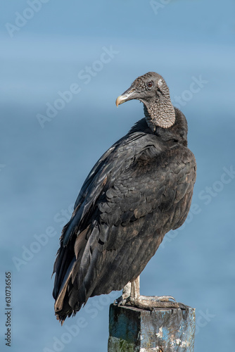 Black vulture or black-headed vulture  Coragyps atratus  in side and isolated on blue background