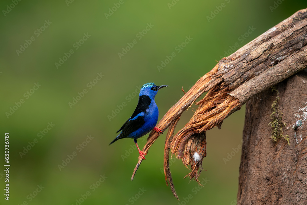 Shining honeycreeper. Glowing honey vine is a small bird of the tanager family. It is found in the tropical New World in Central America, from southern Mexico to Panama and northwestern Colombia.