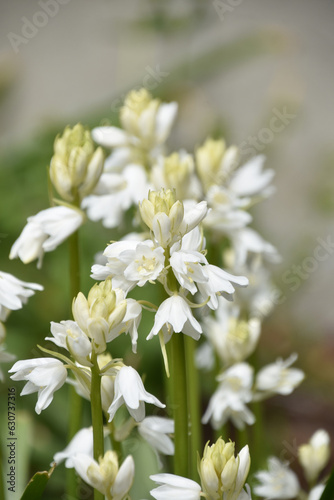 White Campanula Bulbs Blooming and Flowering in Spring